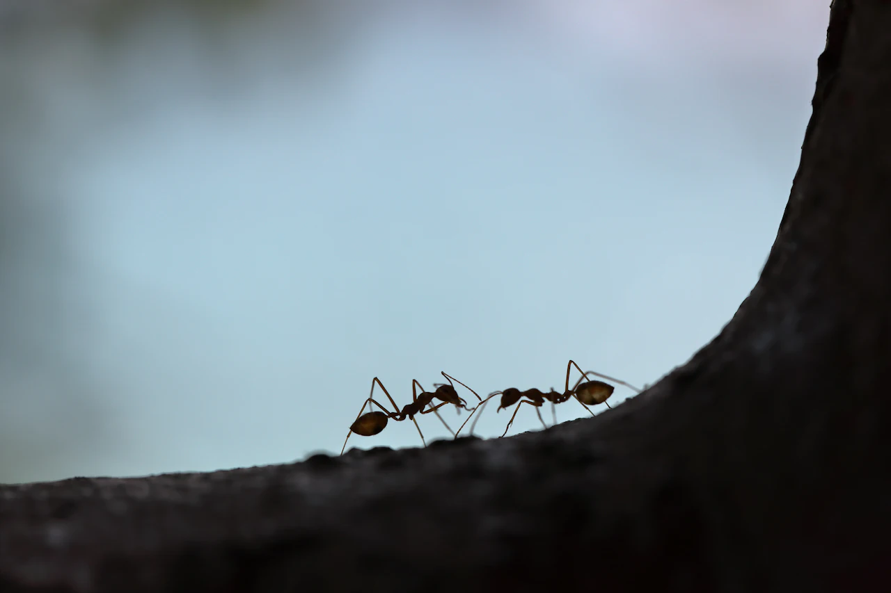 Ant Control