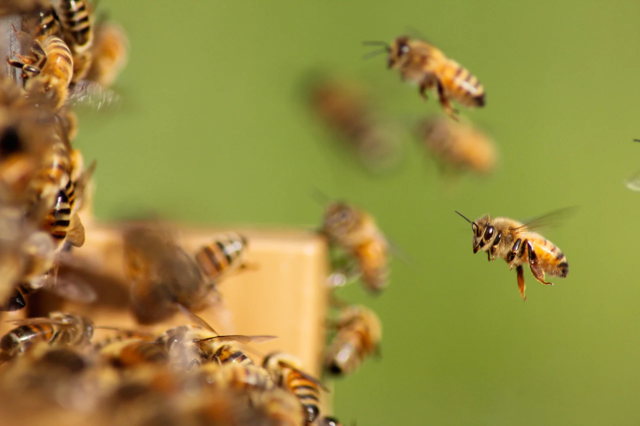 Bee & Wasp Control