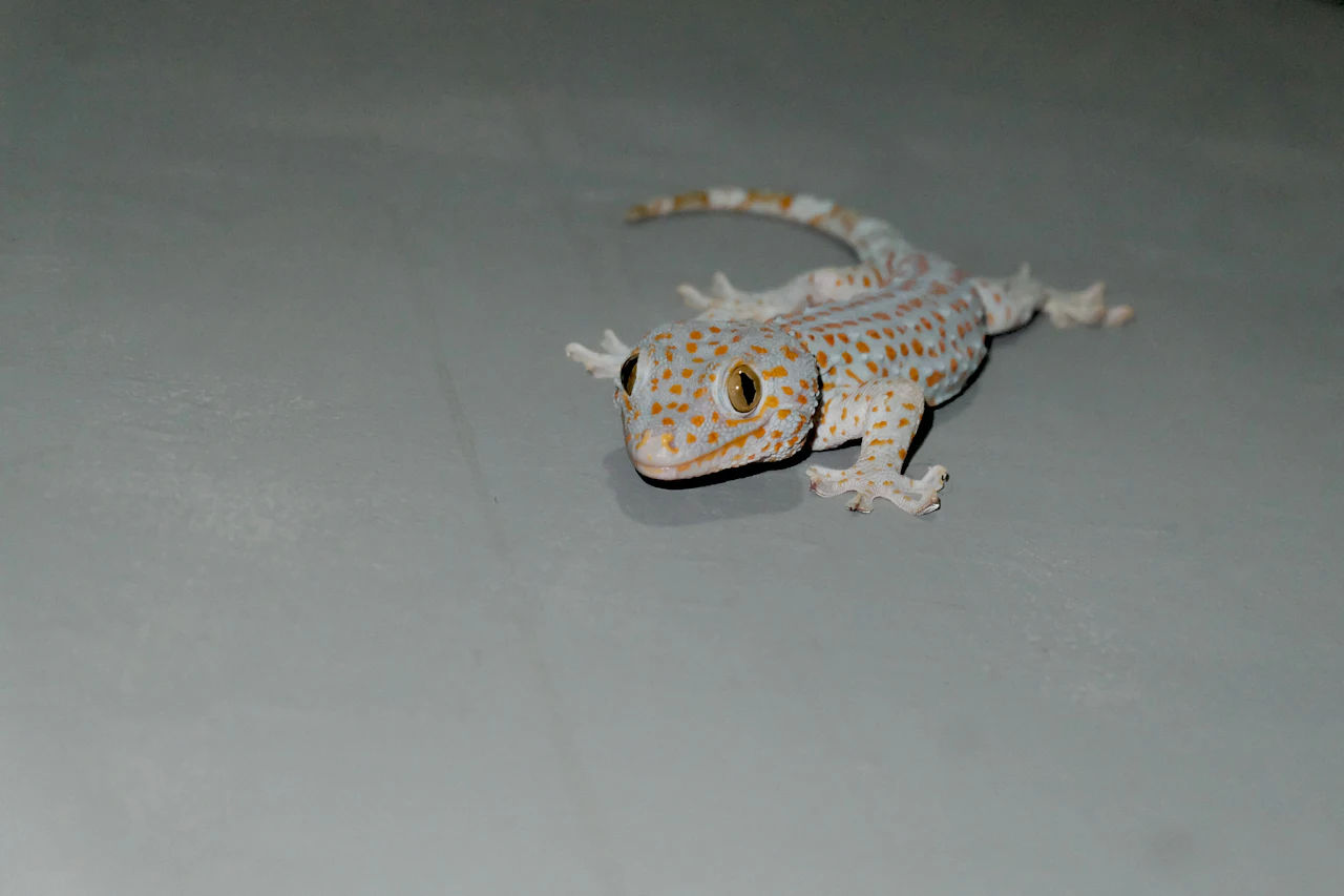 Reptile, Gecko & Snake Control