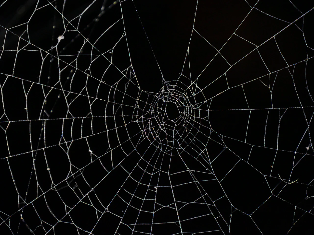 Spider Control